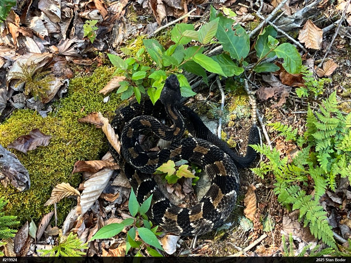 Timber Rattlesnake