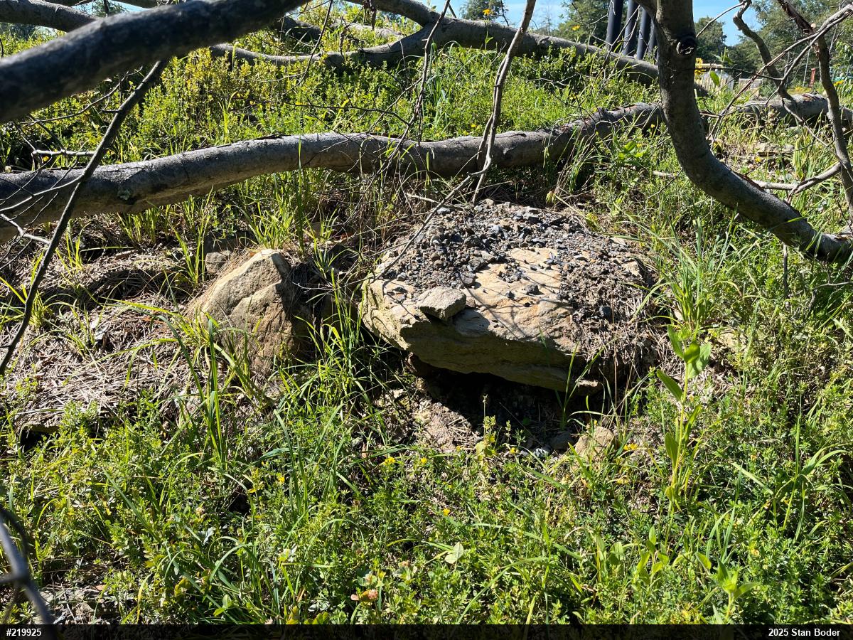 Timber Rattlesnake