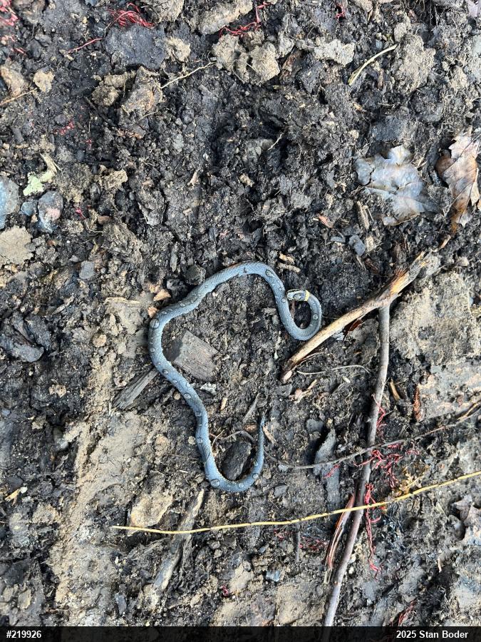 Northern Ring-necked Snake