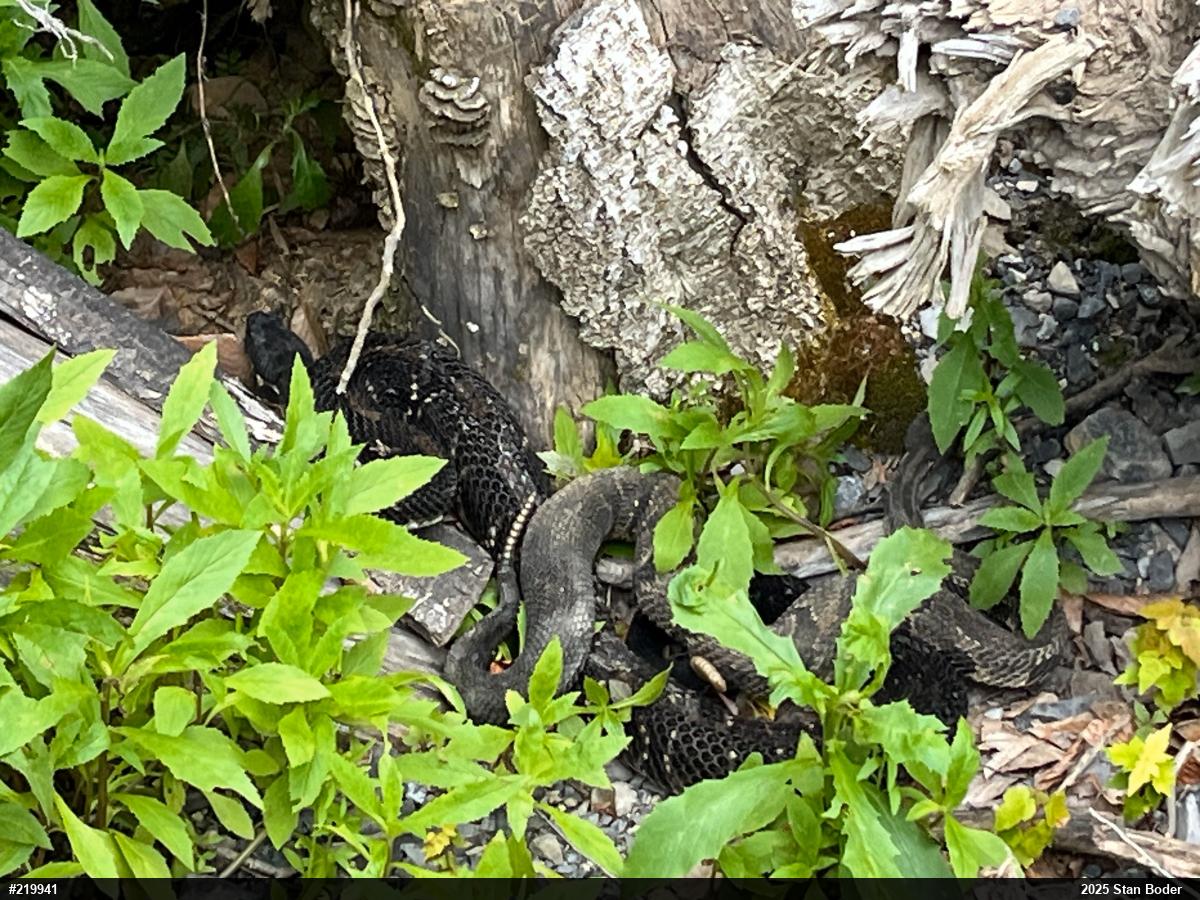 Timber Rattlesnake