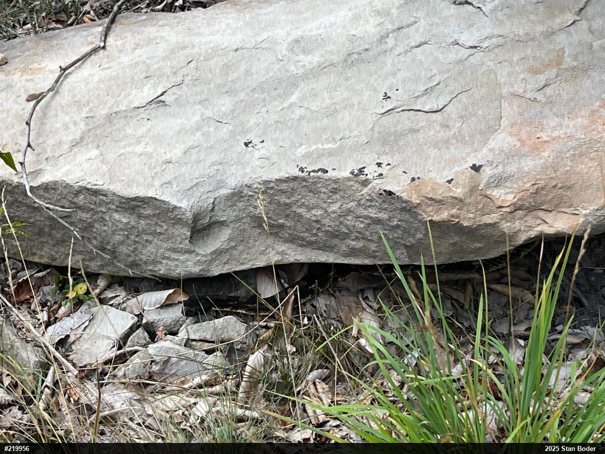 Timber Rattlesnake