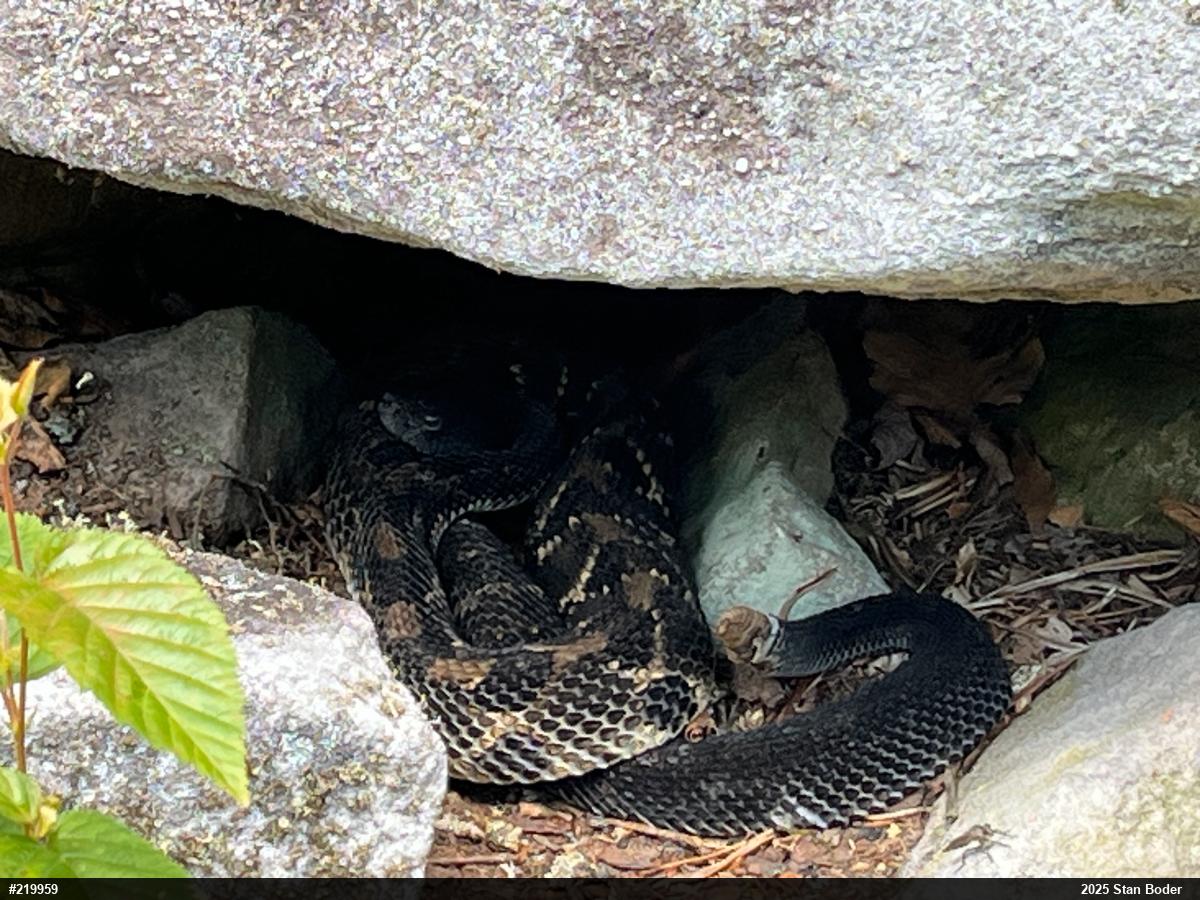 Timber Rattlesnake