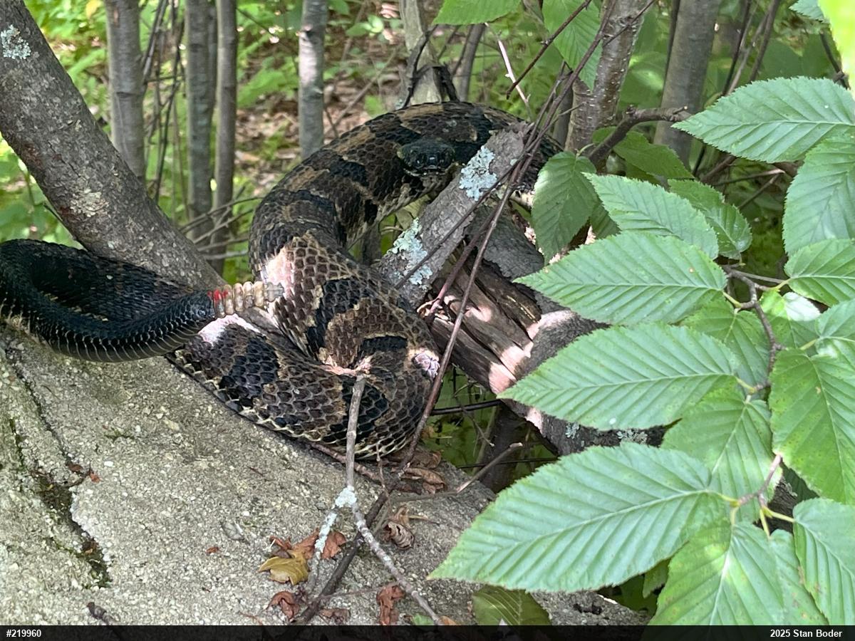 Timber Rattlesnake