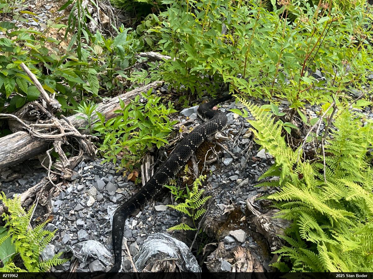 Timber Rattlesnake