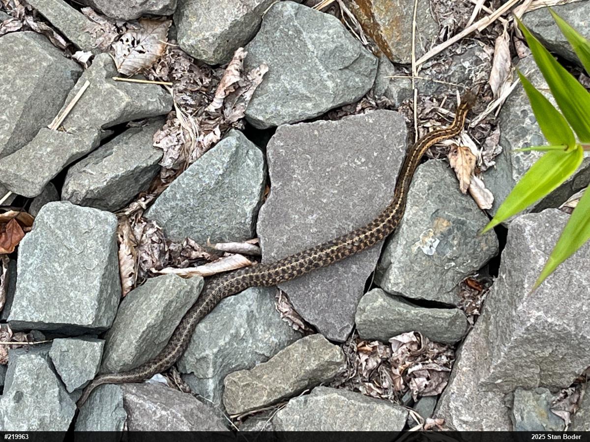 Eastern Gartersnake
