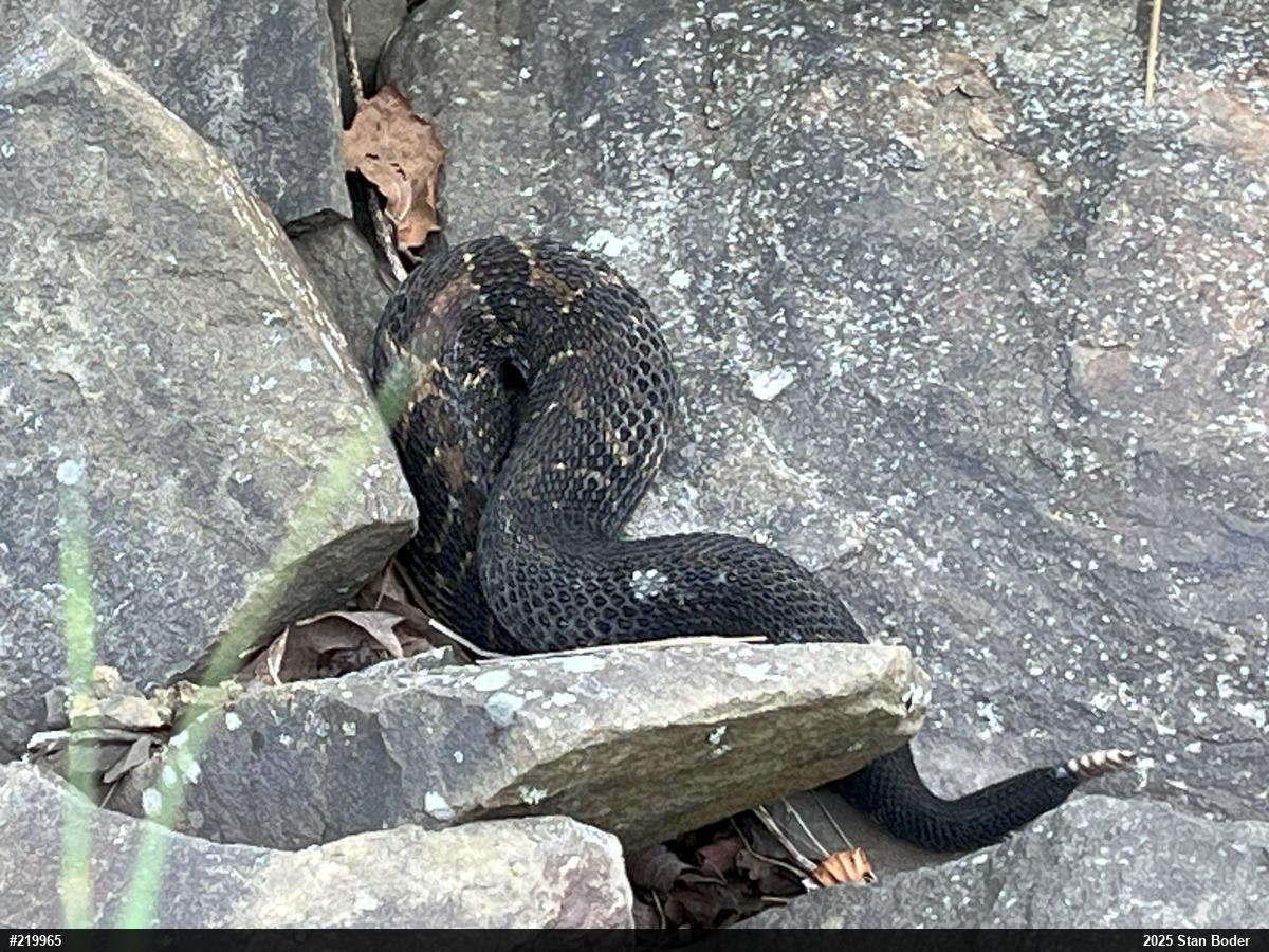 Timber Rattlesnake