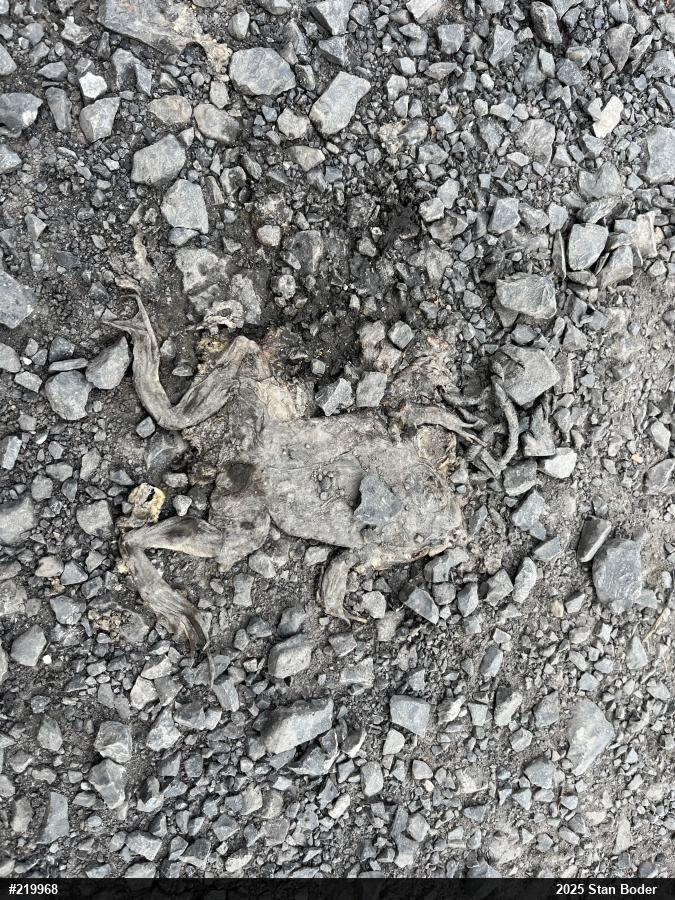 Eastern American Toad