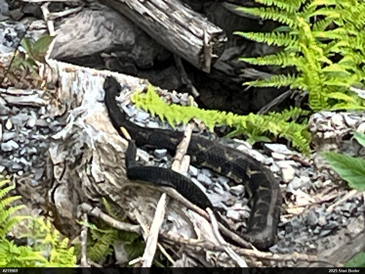 Timber Rattlesnake