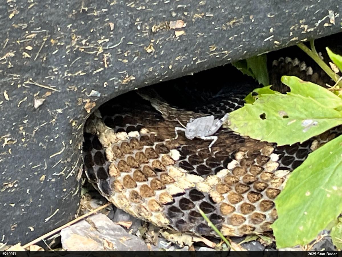 Timber Rattlesnake