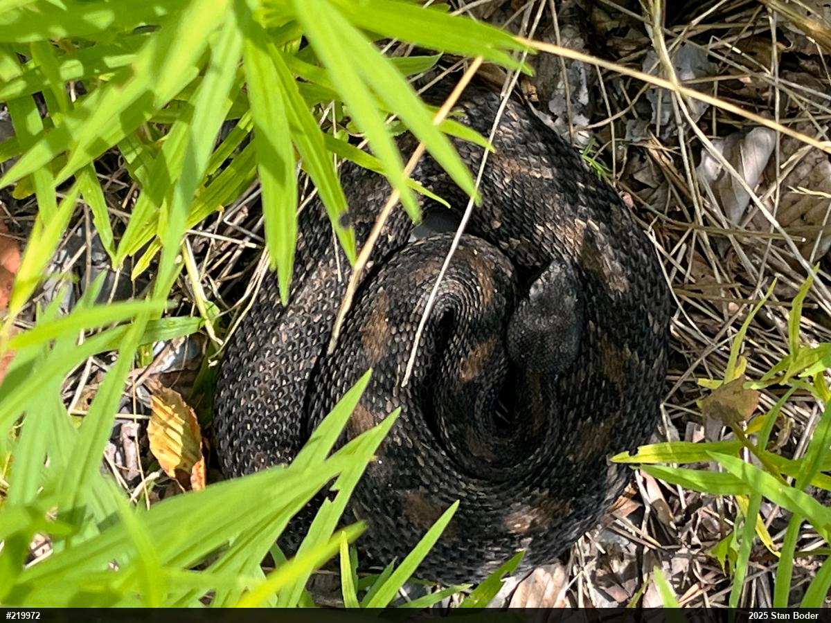 Timber Rattlesnake