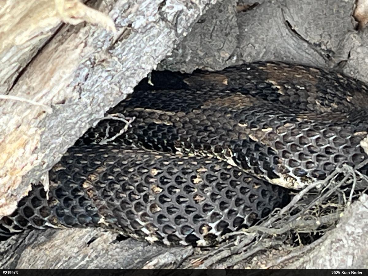 Timber Rattlesnake
