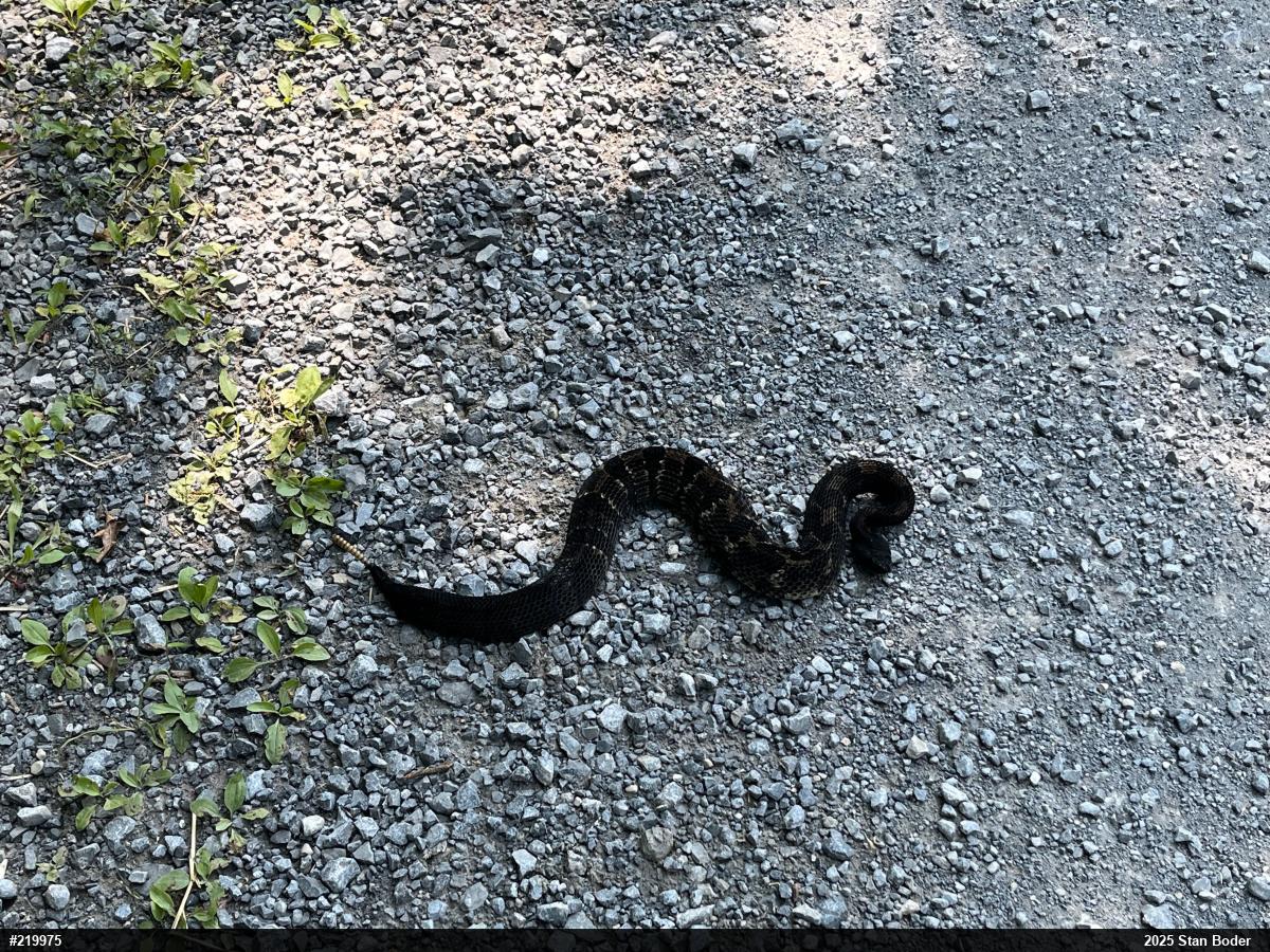 Timber Rattlesnake