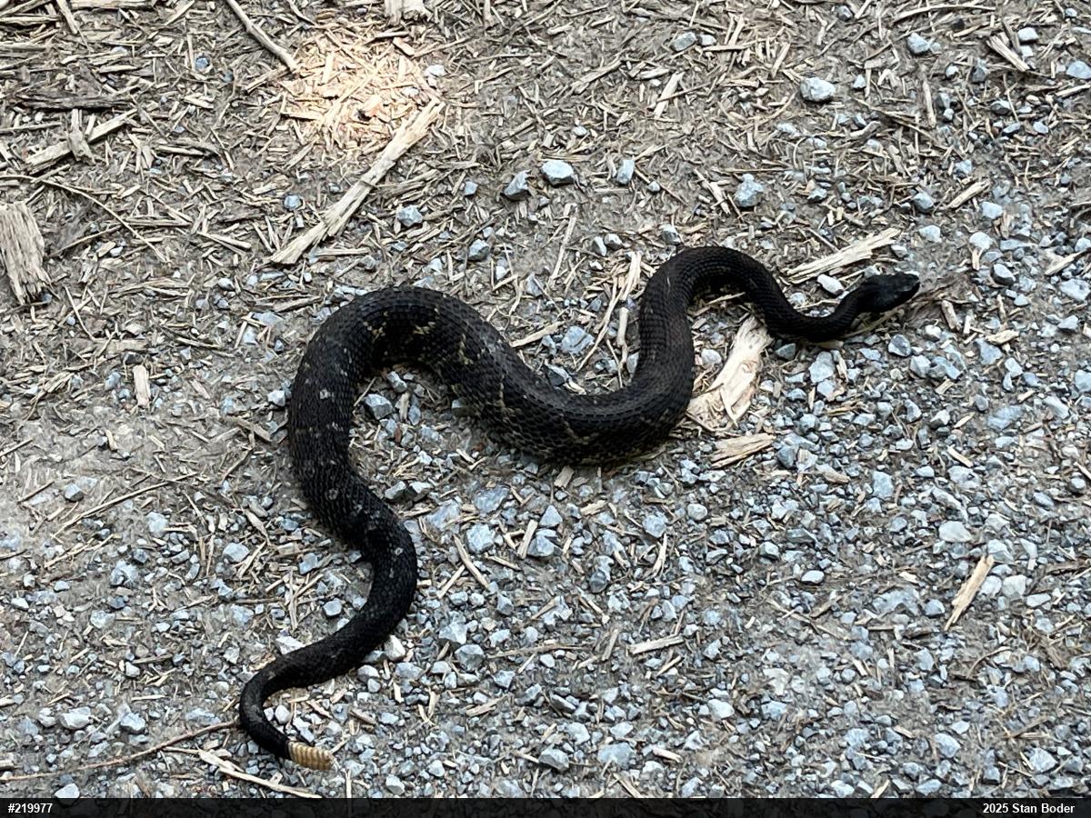 Timber Rattlesnake