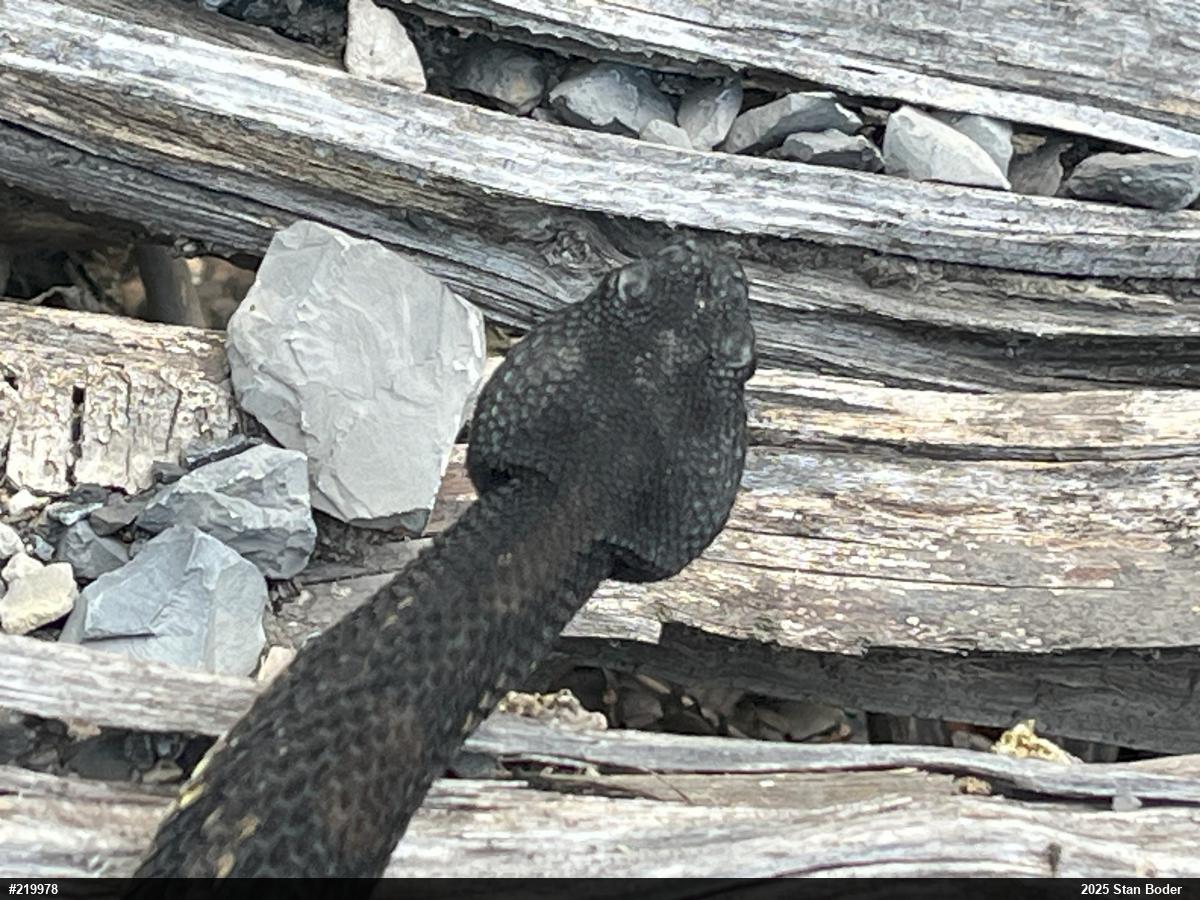 Timber Rattlesnake