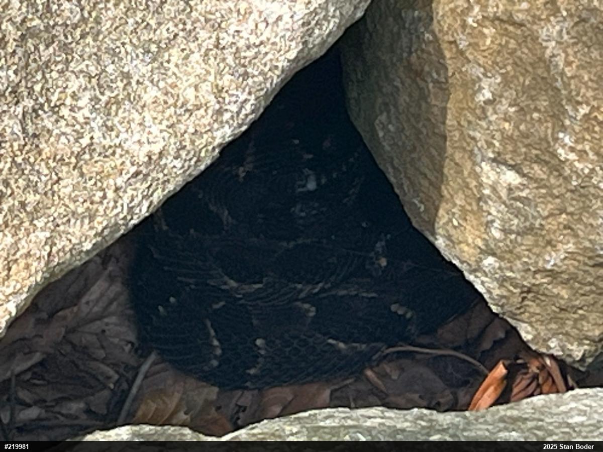 Timber Rattlesnake