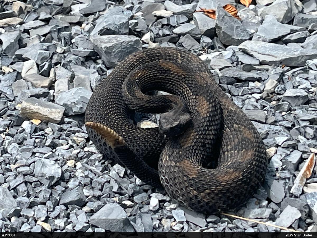Timber Rattlesnake