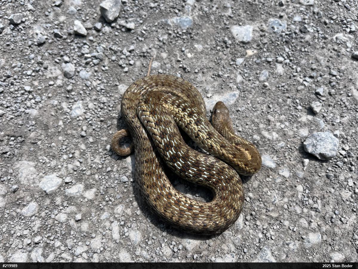 Eastern Gartersnake