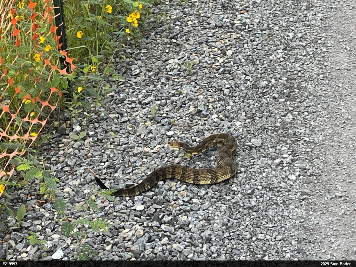 Timber Rattlesnake