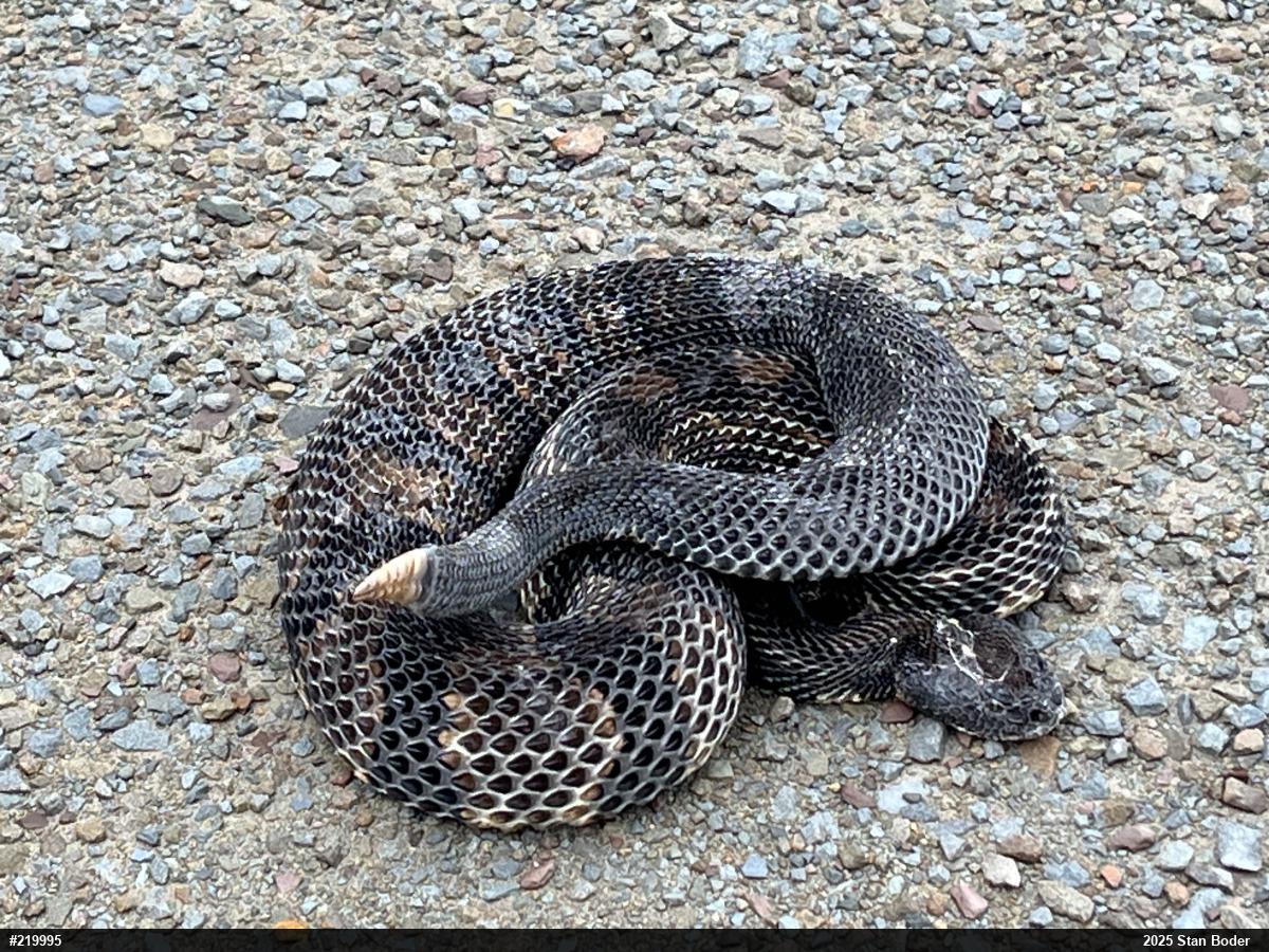 Timber Rattlesnake