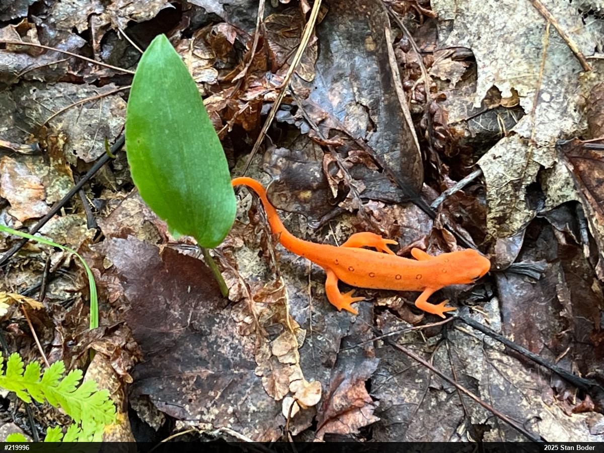 Red-spotted Newt