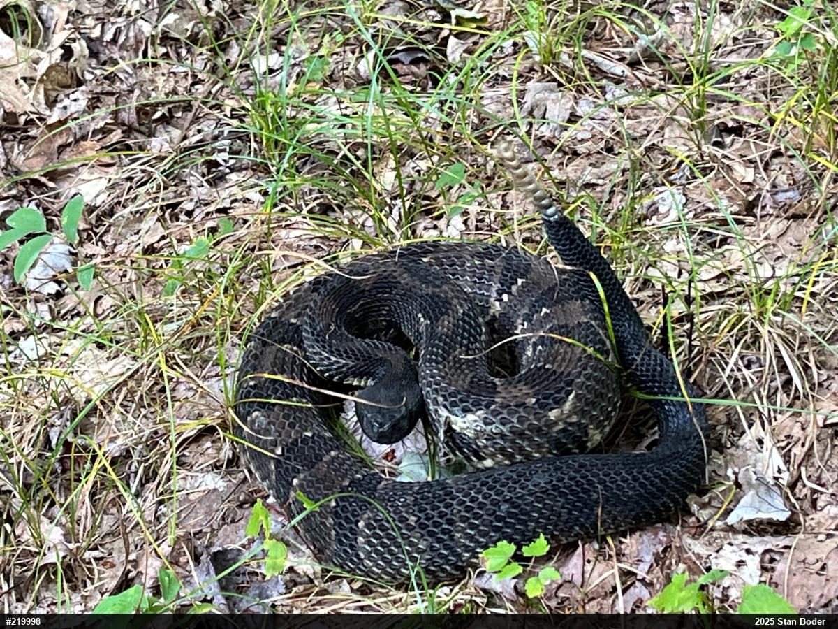 Timber Rattlesnake
