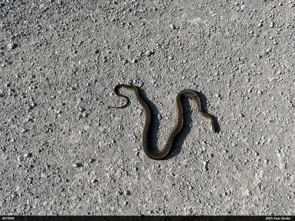 Eastern Gartersnake