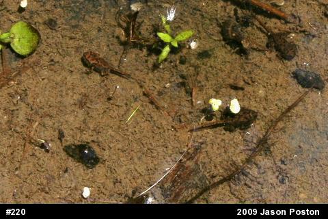 True Toads
