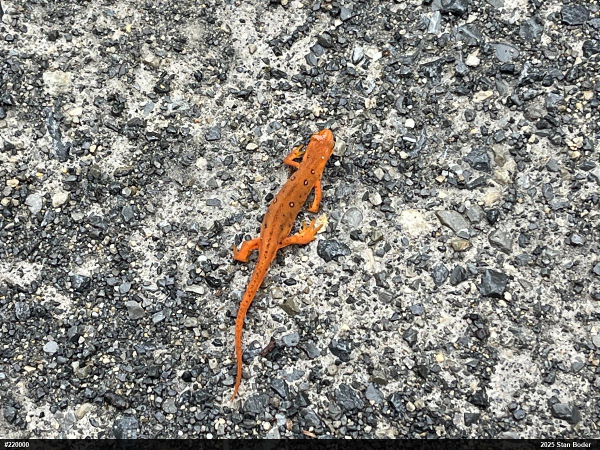 Red-spotted Newt