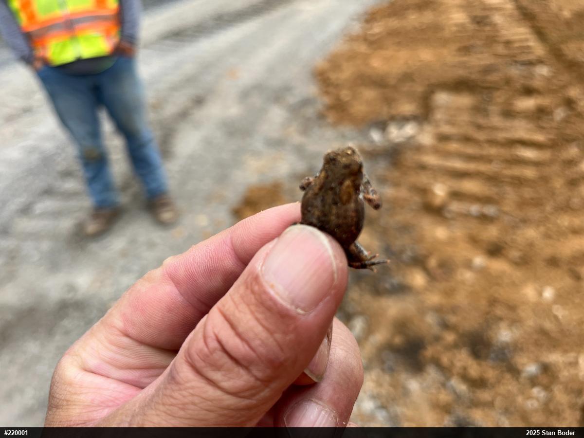 Eastern American Toad