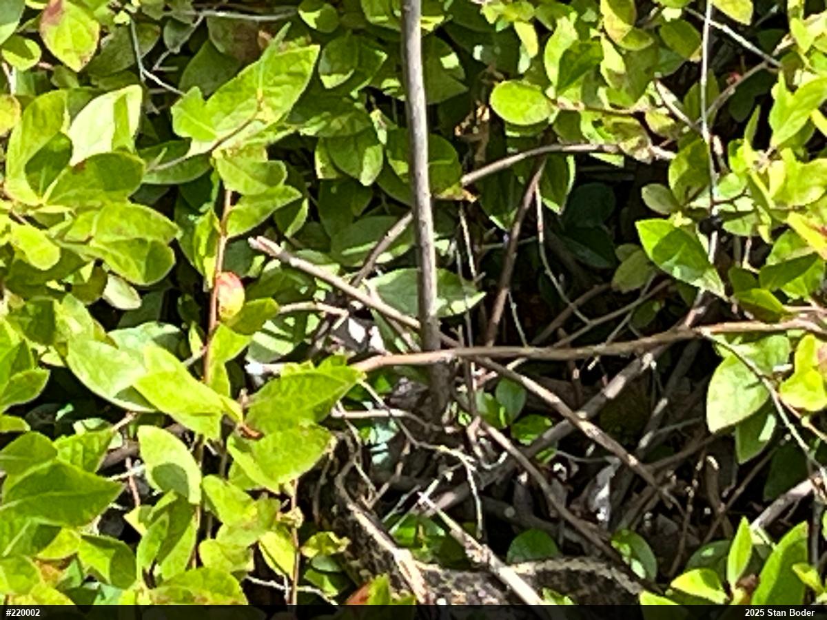 Eastern Gartersnake