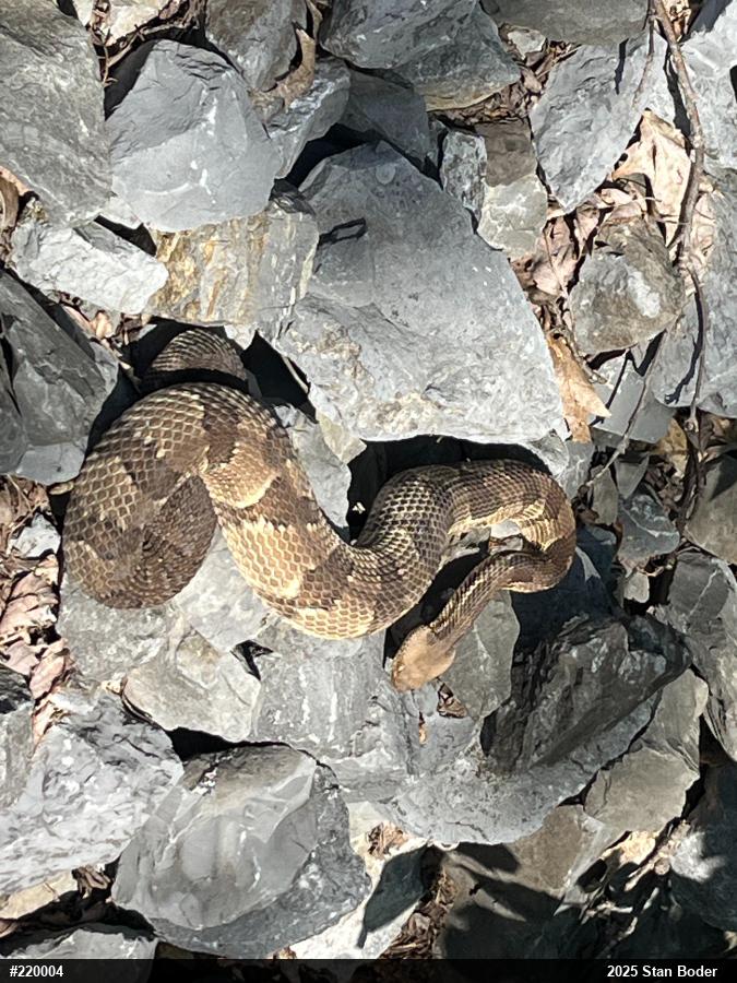 Timber Rattlesnake