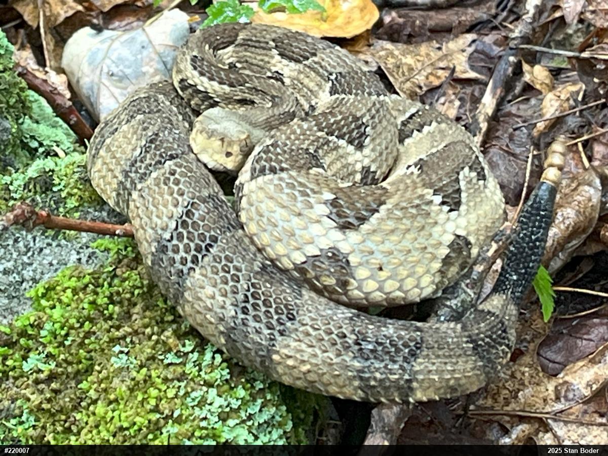 Timber Rattlesnake