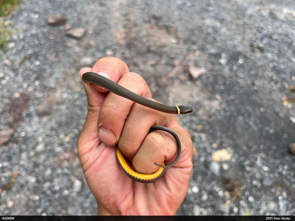 Northern Ring-necked Snake