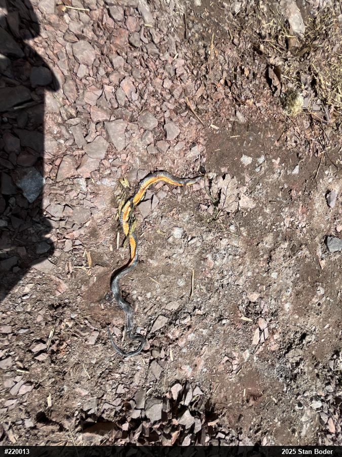 Northern Ring-necked Snake