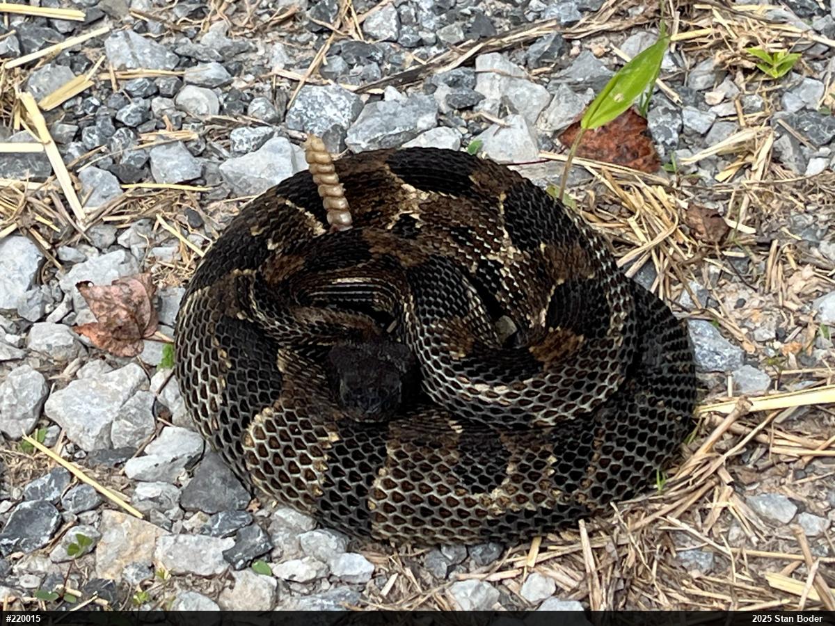 Timber Rattlesnake