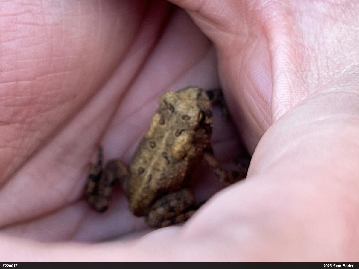 Eastern American Toad