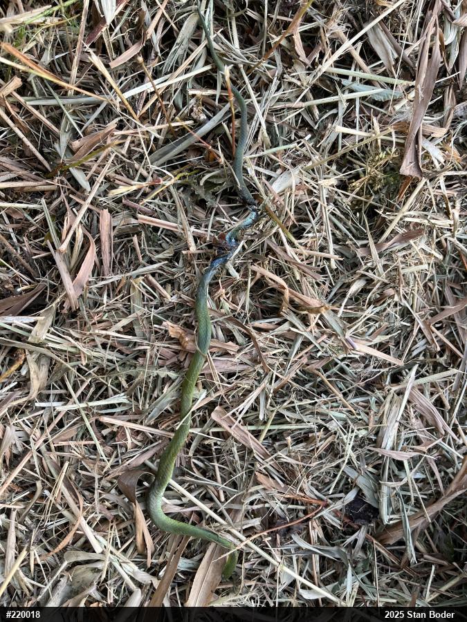 Smooth Greensnake