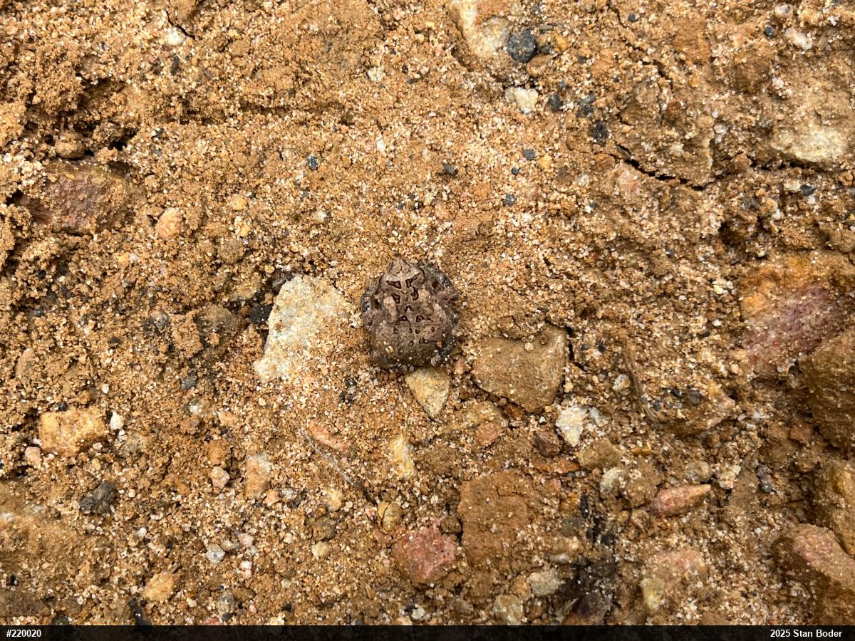 Eastern American Toad