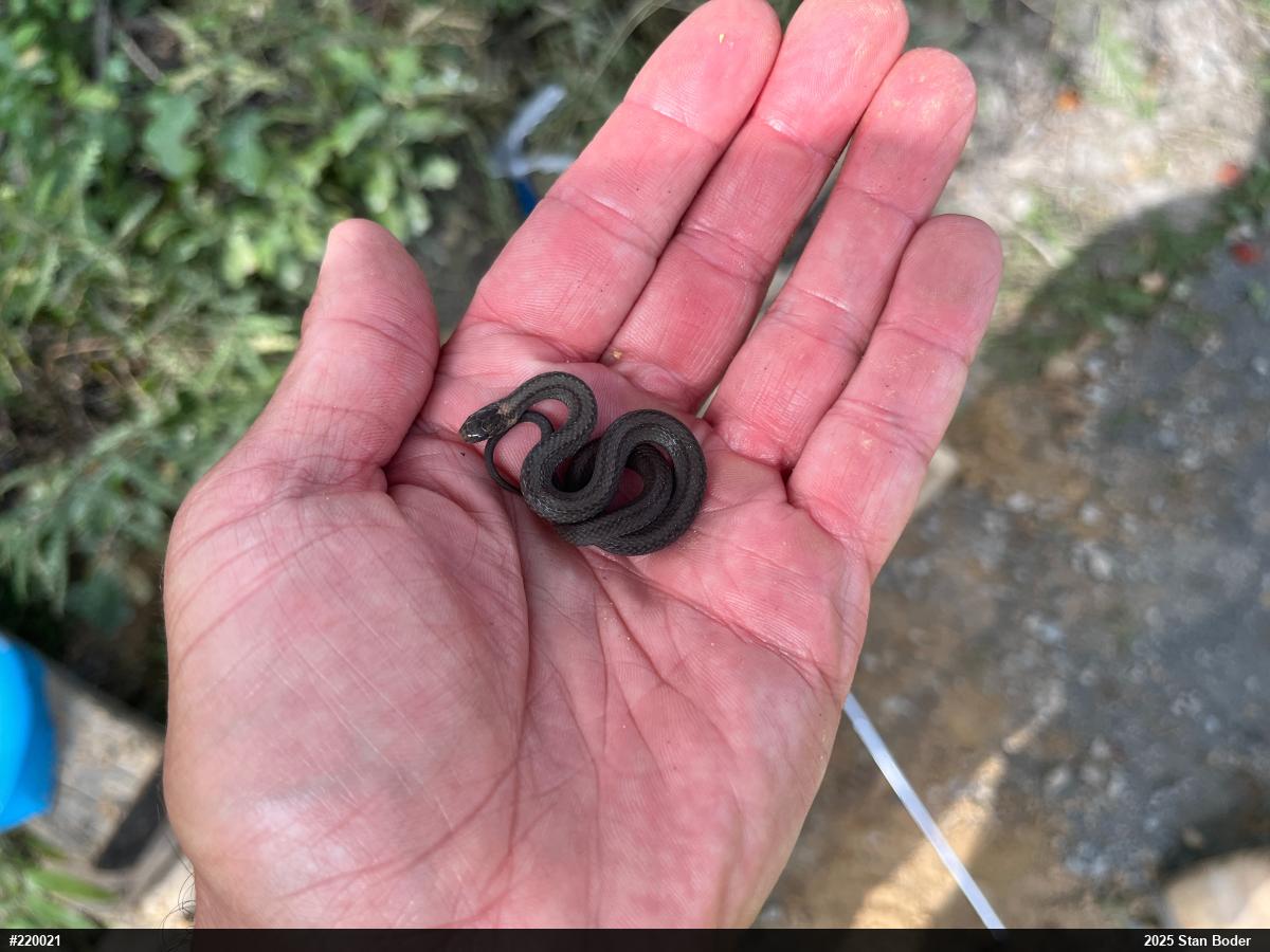 Red-bellied Snake
