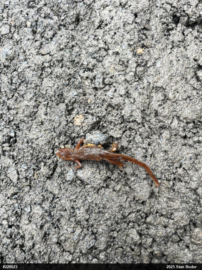 Red-spotted Newt