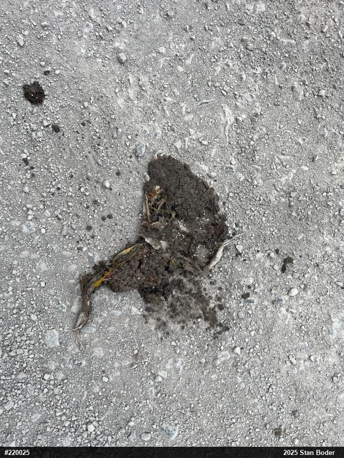 Pickerel Frog