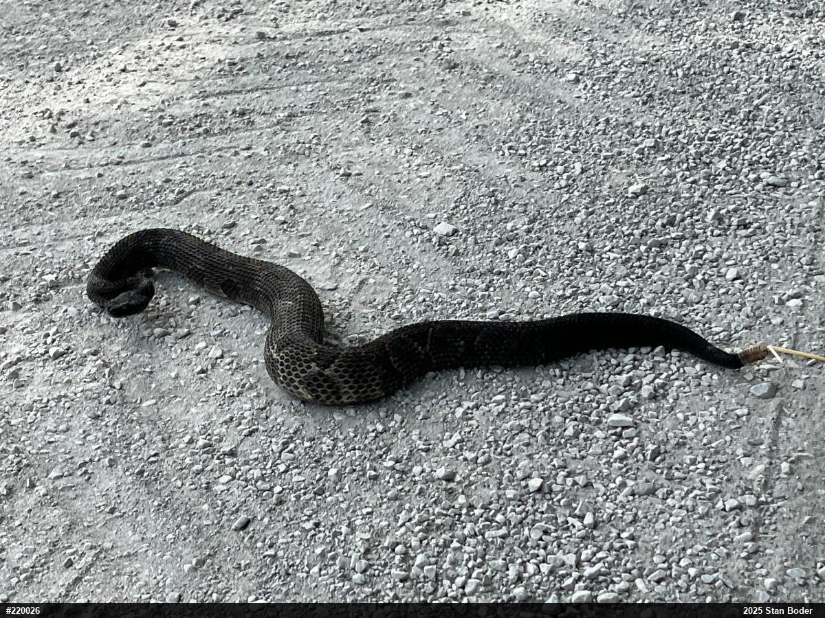 Timber Rattlesnake