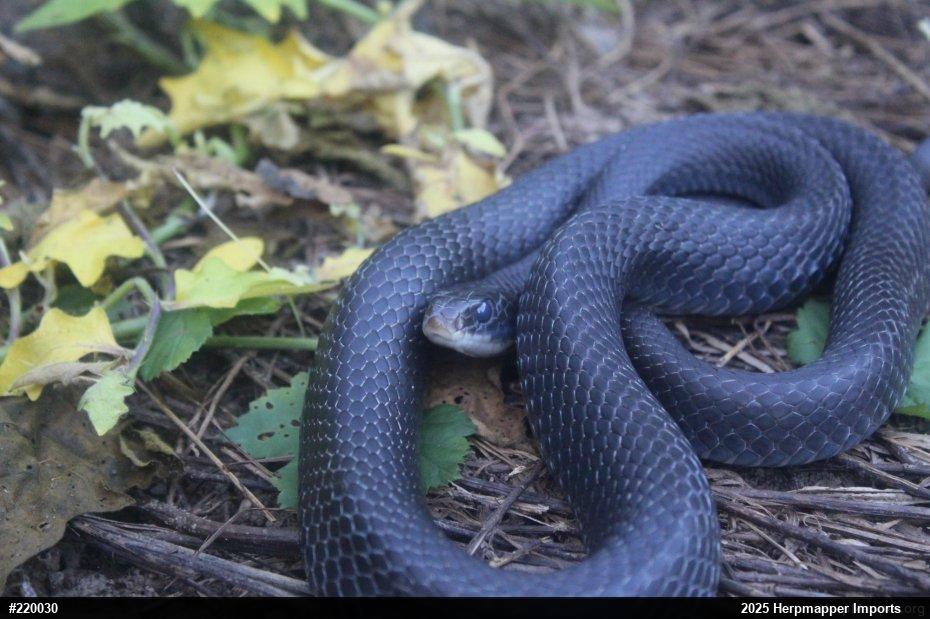 Northern Black Racer