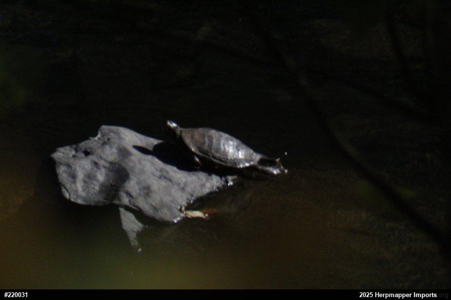 Northern Map Turtle