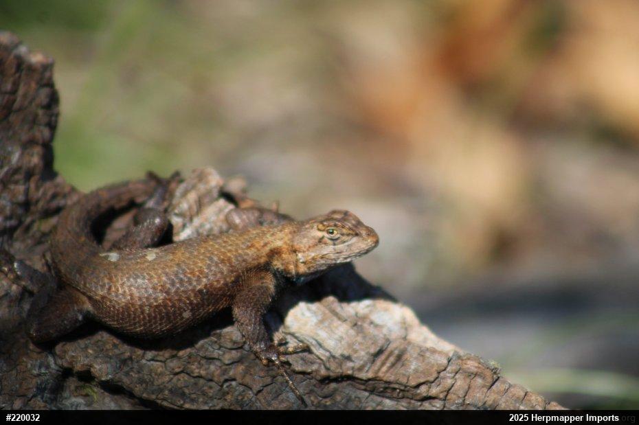 Eastern Fence Lizard