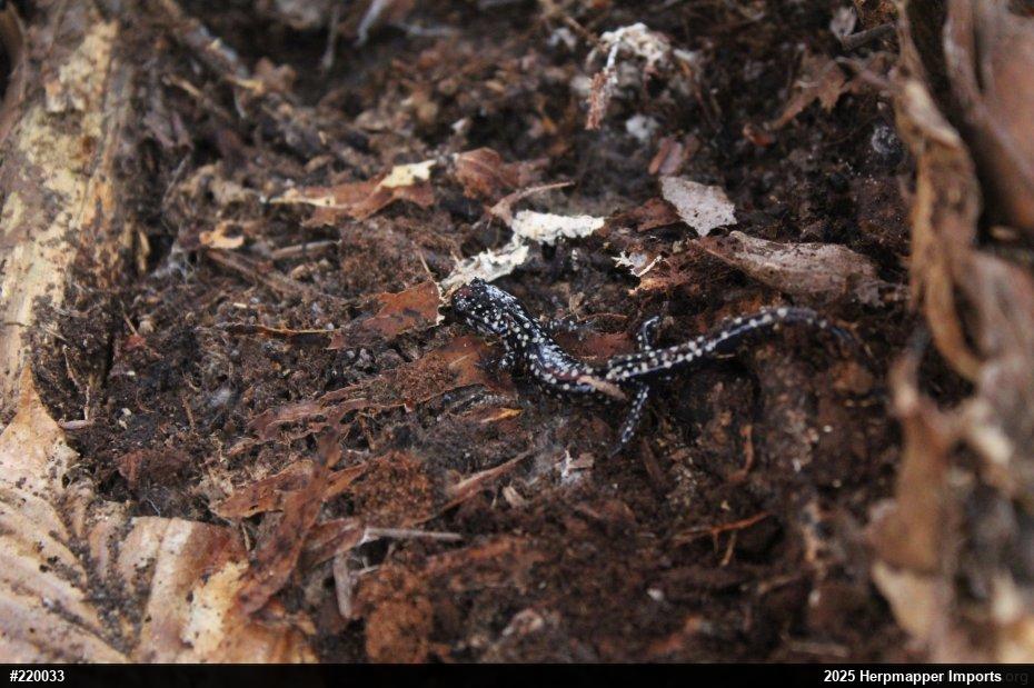 Northern Slimy Salamander