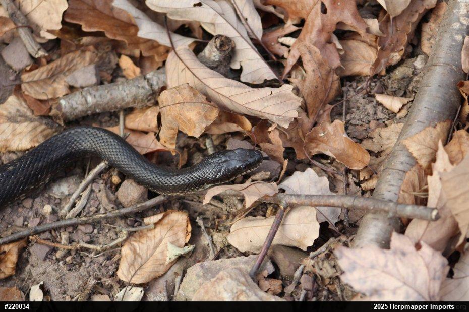 Eastern Ratsnake