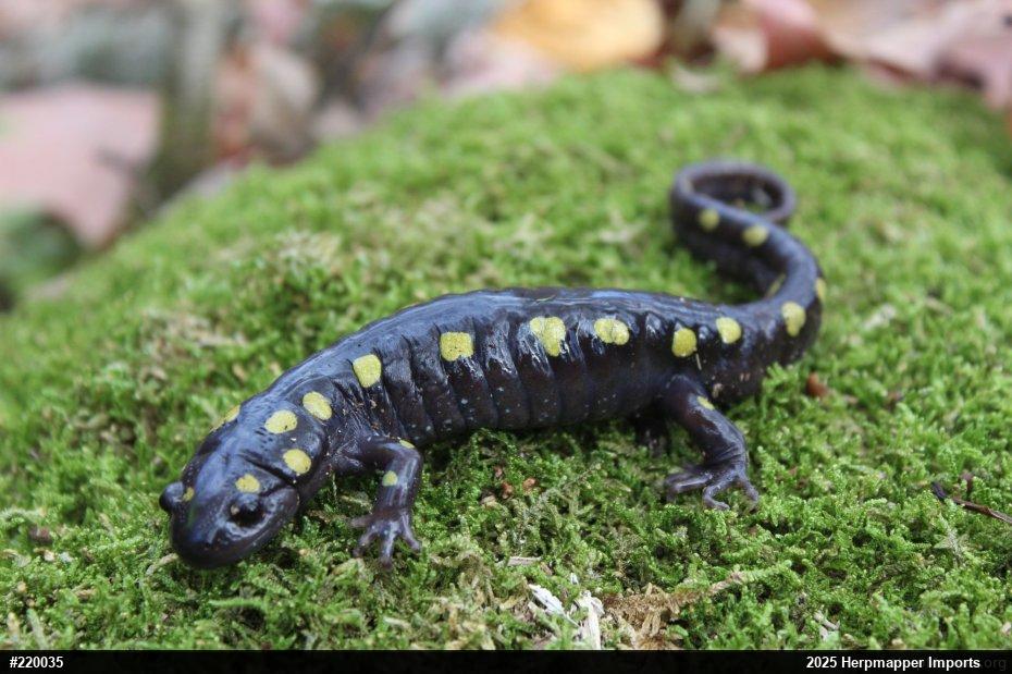 Spotted Salamander