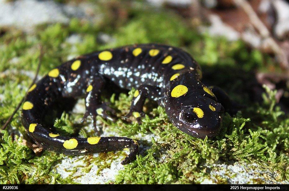 Spotted Salamander
