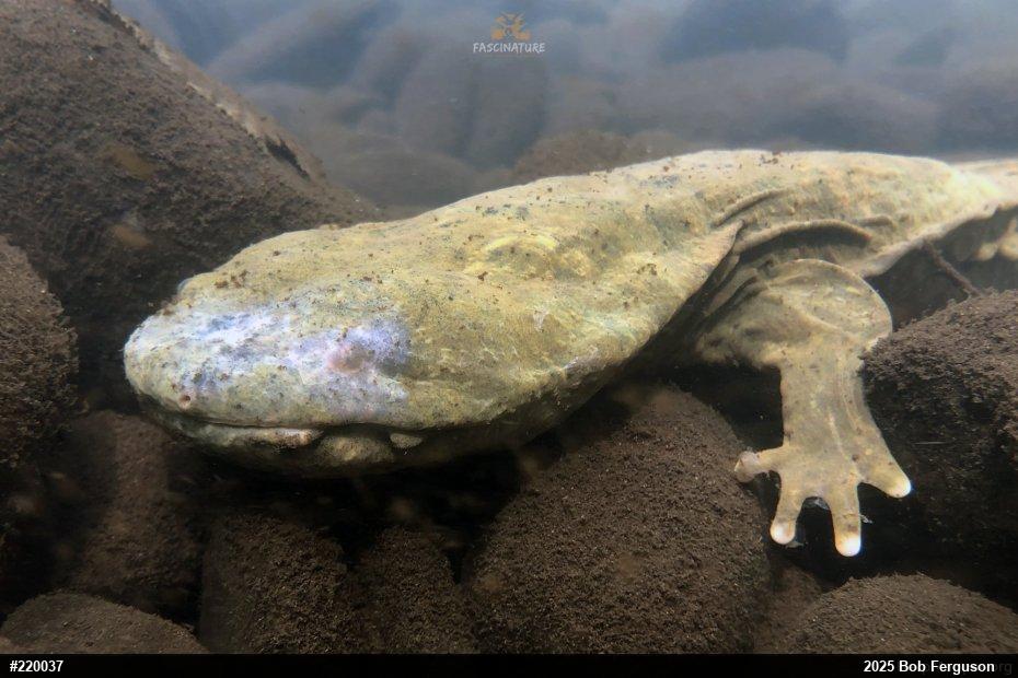 Eastern Hellbender